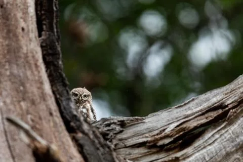 Tiny owl in the tree Foto stock