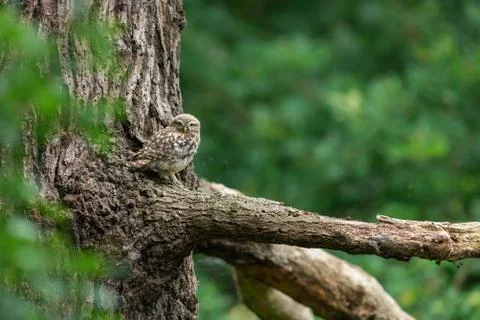 Tiny owl in the tree Stock Photos