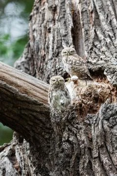 Tiny owl in the tree Foto stock
