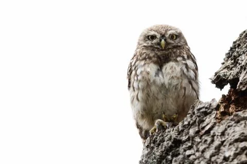 Tiny owl in the tree Stock Photos