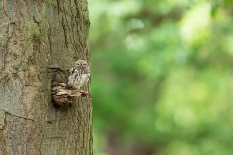 Tiny owl in the tree Foto stock