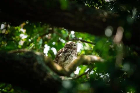 Tiny owl in the tree Foto stock