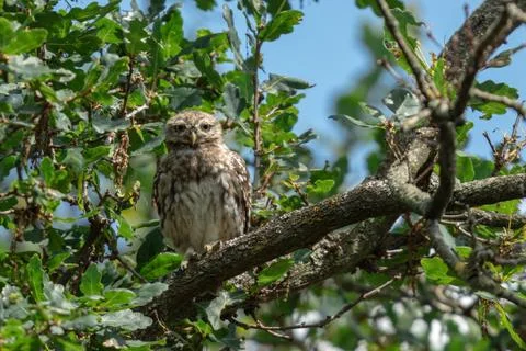 Tiny owl in the tree Foto stock