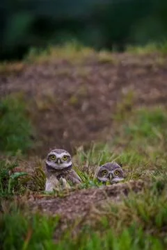 Tiny owls peek from grassy earth, wide-eyed and curious Stock Photos