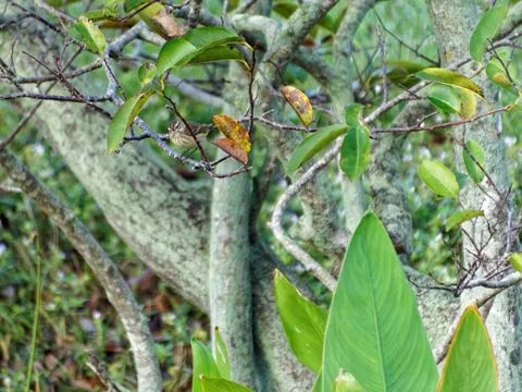 Tiny Palm Warbler on Tree Branch Foto stock