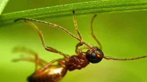 Tiny parasitoid wasp resting on a blade of grass Stock Footage 340757608