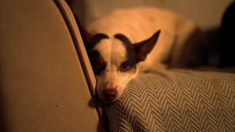 Tiny patched dog with big ears gazing over sofa edge, warm indoor ambiance Video stock 328072843