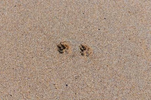 Tiny paw prints in the sand Stock Photos
