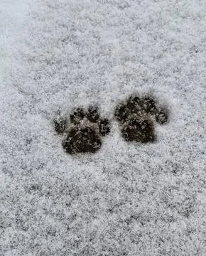 Tiny paw prints trail through the fresh snow, highlighting the recent movement Stock Photos