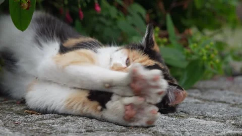 Tiny paws hide the world away Stock Footage 314424323