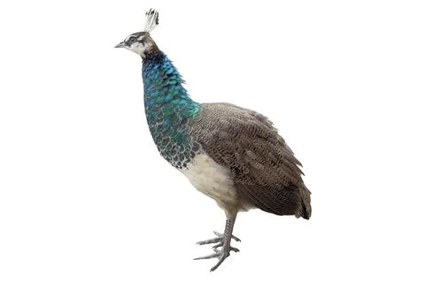 Tiny peacock isolated on white background. Small peacock isolated. Stock Photos