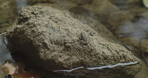 Tiny Pelophylax ridibundus frog in the river 4K slomo video Stock Footage 286383373