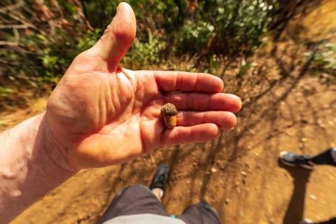A Tiny Perfect Acorn Stock Photos