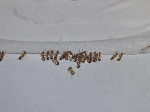 Tiny Pharaoh Ants Gathering on a White Edge Stock Photos