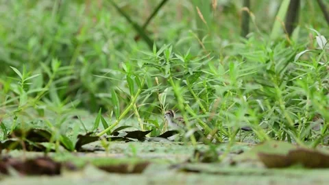 Tiny Pheasant Tailed Jacana Chick Walking Through Green Wetland Vegetation Vídeos de archivo 345887866