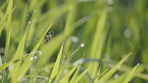 Tiny Pholcus phalangioides spider by early morning 4K footage 動画素材 195202121