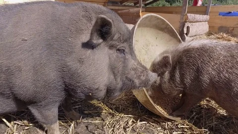 Tiny pig defending his food against big pig 스톡 동영상 72232744