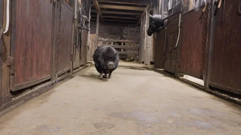 Tiny pig moving along stable aisle. Little piglet investigates stable passageway Stock Footage 345169226