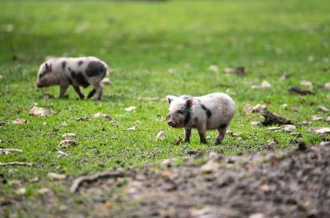Tiny pig playing on the grass in early spring Foto stock