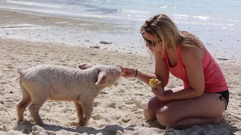 Tiny piglet gets fed by happy tourist exuma bahamas Stock Footage 74854655