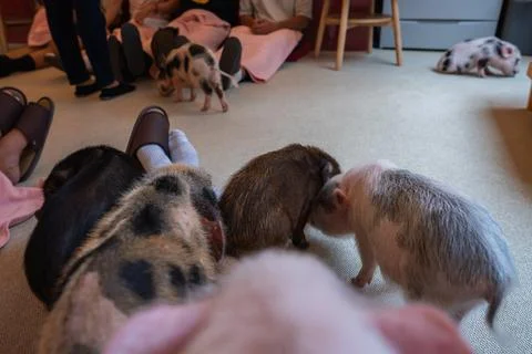 Tiny piglets roam a cozy pig cafe lounge in Tokyo with seated visitors Stock Photos