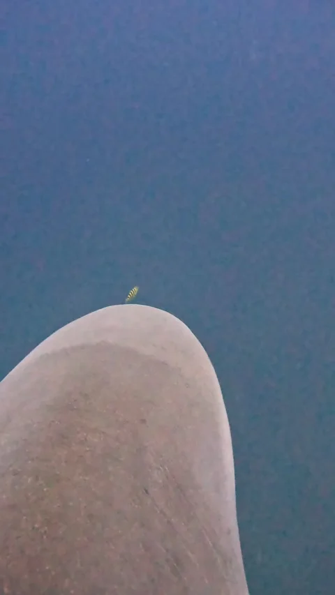 Tiny Pilot Fish Braves Swim In Front Of Bull Shark, South Africa Stock Footage 329569035