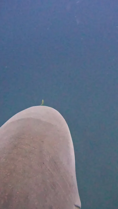 Tiny Pilot Fish Braves Swim In Front Of Bull Shark, South Africa Stock Footage 329569036