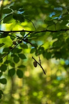 Tiny pine cone on twig with broad leaves in Lithuanian woodland Stock Photos