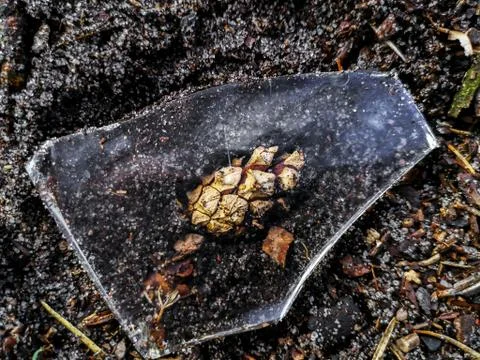 Tiny pine cone under a piece of glass. Stock Photos