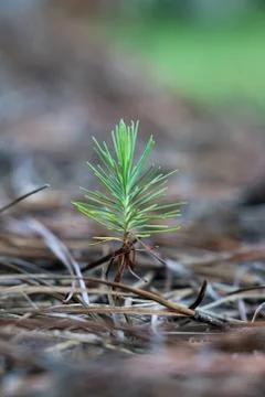 Tiny pine 스톡 사진