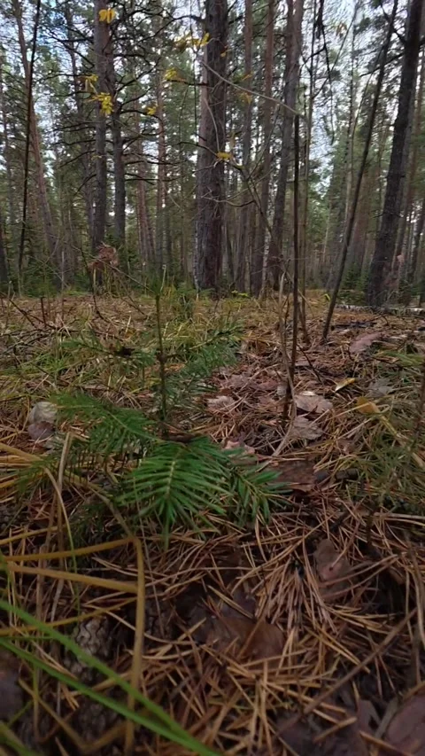 Tiny Pine Sapling Growing on the Forest Floor in an Autumn Wood Stock Footage 348519786