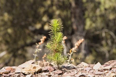 Tiny pine sprout grows from rocky ground Stock Photos