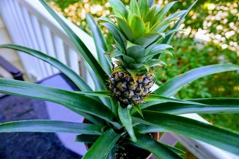 Tiny Pineapple growing on Balcony Stock Photos