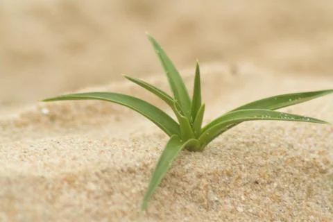 Tiny Pineapple plant on the sand Stock Photos