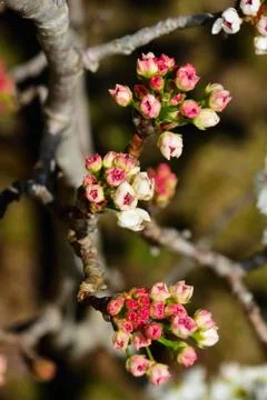 Tiny pink blossoms beginning to bloom Foto stock