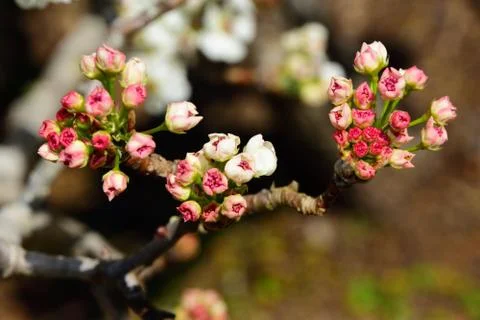 Tiny pink blossoms beginning to bloom Foto stock