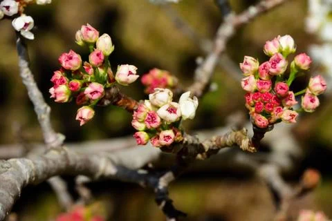Tiny pink blossoms beginning to bloom Foto stock