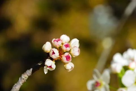 Tiny pink blossoms beginning to bloom Foto stock