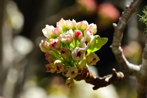 Tiny pink blossoms beginning to bloom Foto stock