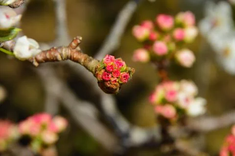 Tiny pink blossoms beginning to bloom Foto stock