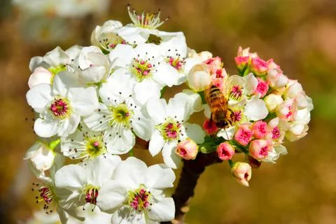 Tiny pink blossoms beginning to bloom Foto stock