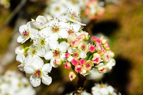 Tiny pink blossoms beginning to bloom Foto stock