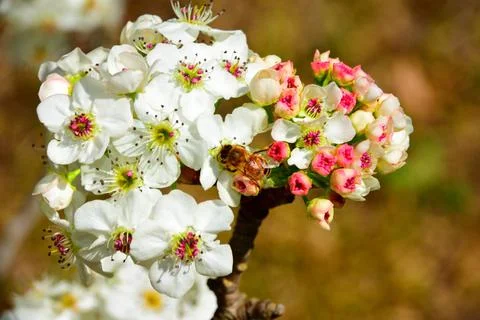 Tiny pink blossoms beginning to bloom Foto stock