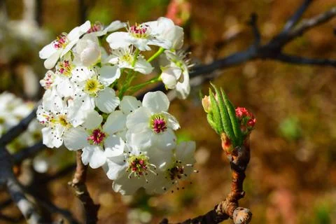 Tiny pink blossoms beginning to bloom Foto stock