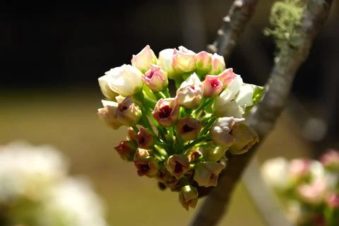 Tiny pink blossoms beginning to bloom Foto stock
