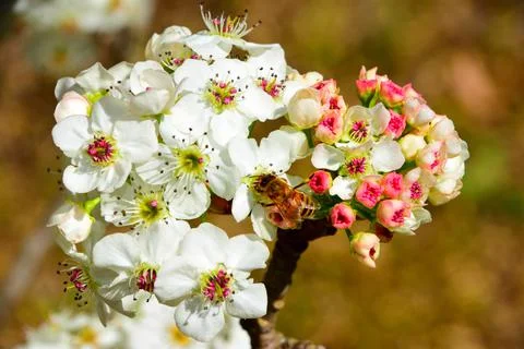 Tiny pink blossoms beginning to bloom Foto stock