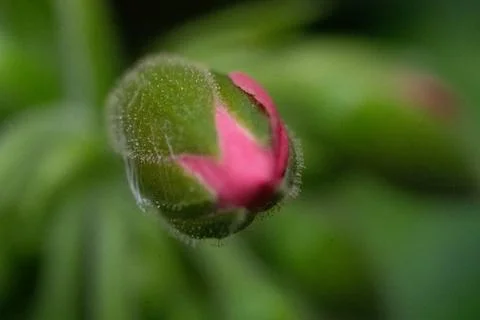 Tiny pink bud peeks through soft green leaves Foto stock