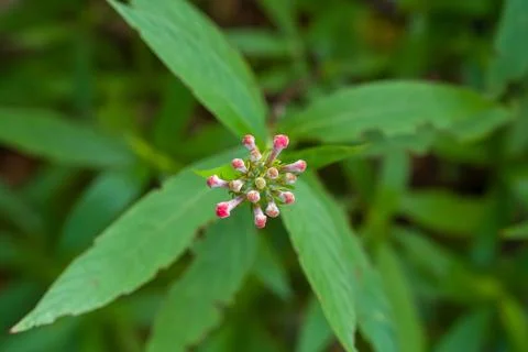 Tiny pink buds cluster atop green leafy stem Stock Photos