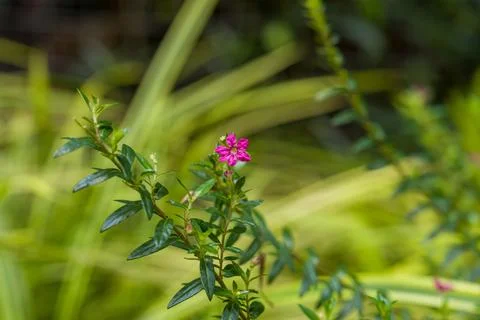 Tiny pink flower blooms on green foliage Stock Photos