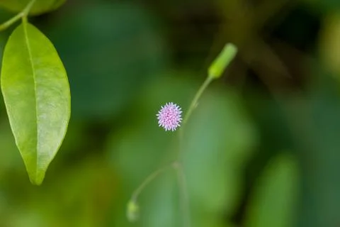 Tiny pink flower blooms softly against green foliage Stock Photos